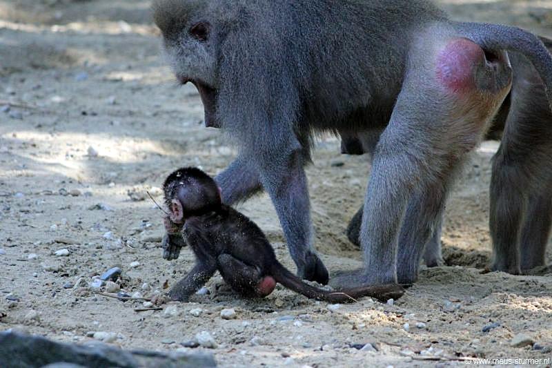 2010-08-24 (642) Aanranding en mishandeling gebeurd ook in de apenwereld.jpg